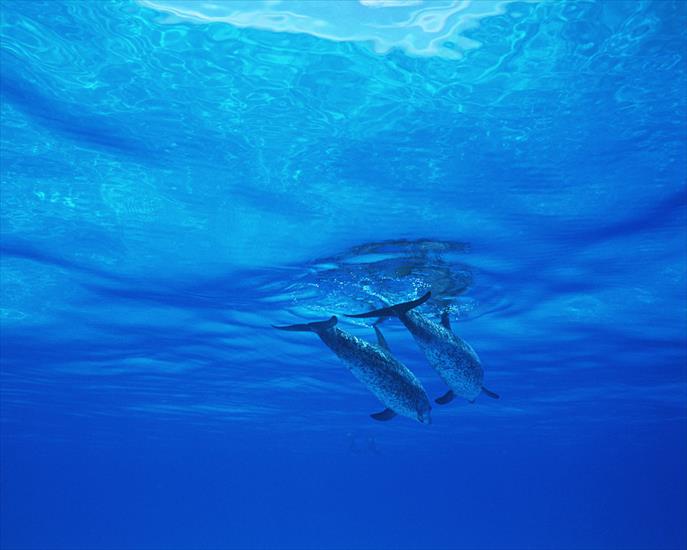 Delfiny - Dolphin 26.jpg