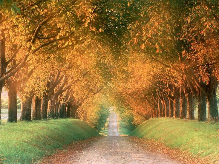Złota Jesień - Autumn Road, Cognac Region, France - 1600x1200 -.jpg