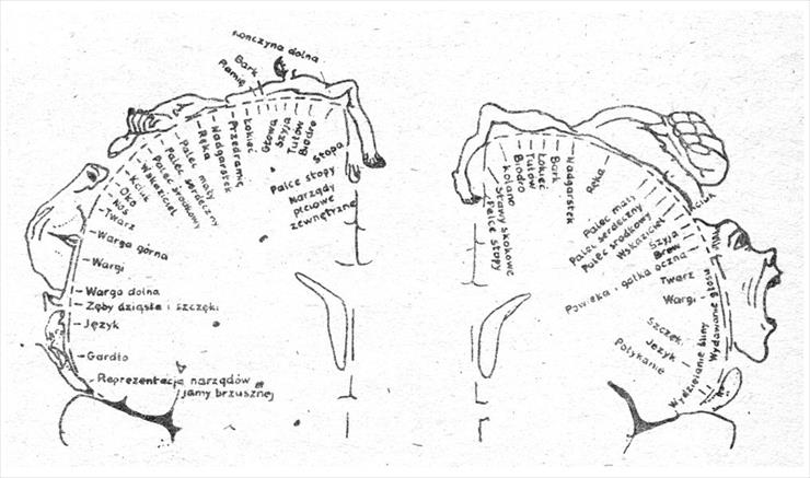 Mapy ciała - Ośrodki mózgu II.jpg