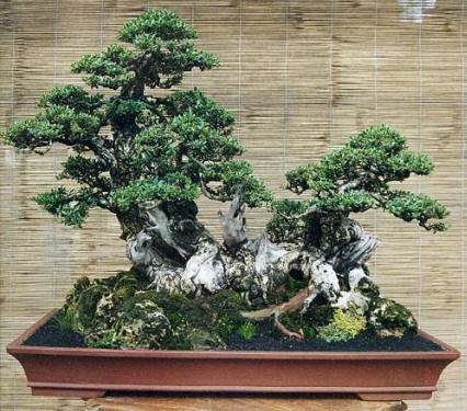 DRZEWKA BONZAI - bonsai_iglasty.jpg