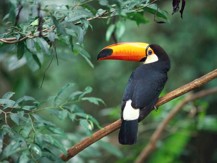 Tapety na pulpit - Toco Toucan.jpg