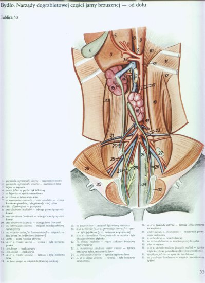 atlas anatomii-tułów - 051.jpg