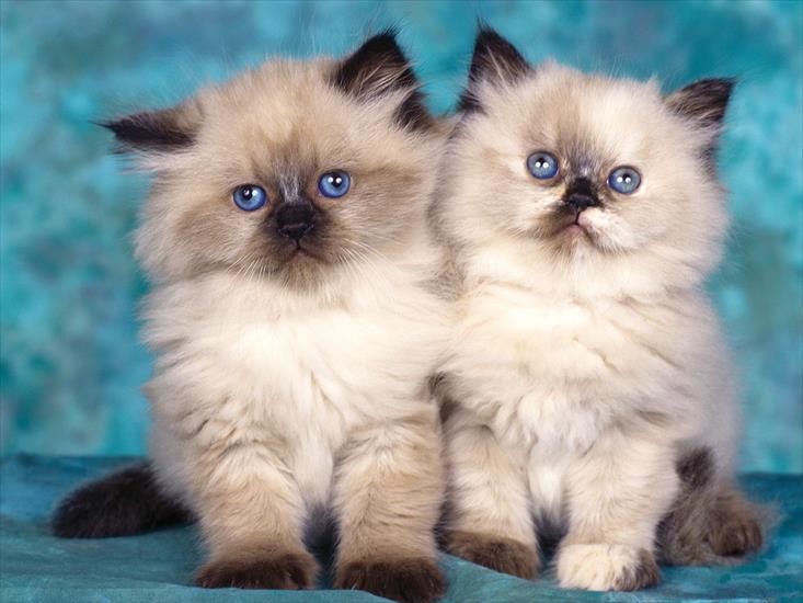 koty - Himalayan Kittens.jpg