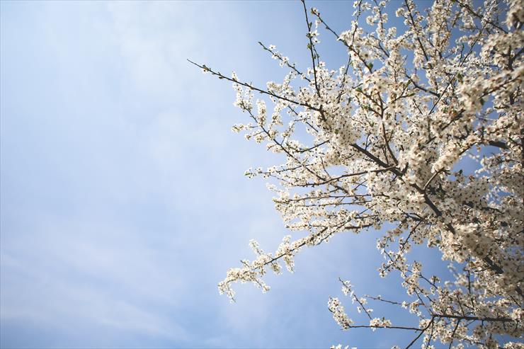 Tapety - Wiosna w HD 042.jpg