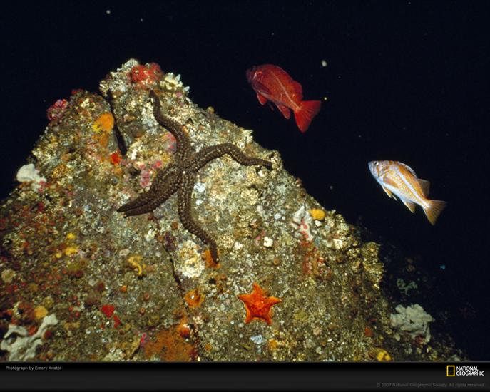 Piekno swiata wodnego i podwodnego - monterey-bay-starfish.jpg