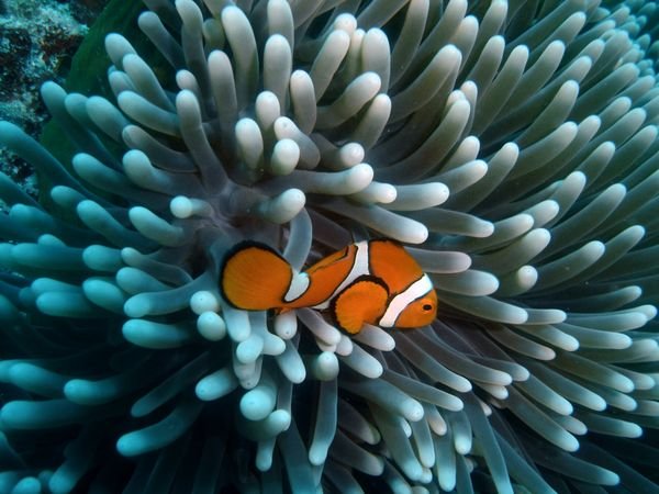 Cuda przyrody - 1627344-Aneneme-Fish--Great-Barrier-Reef-0.jpg