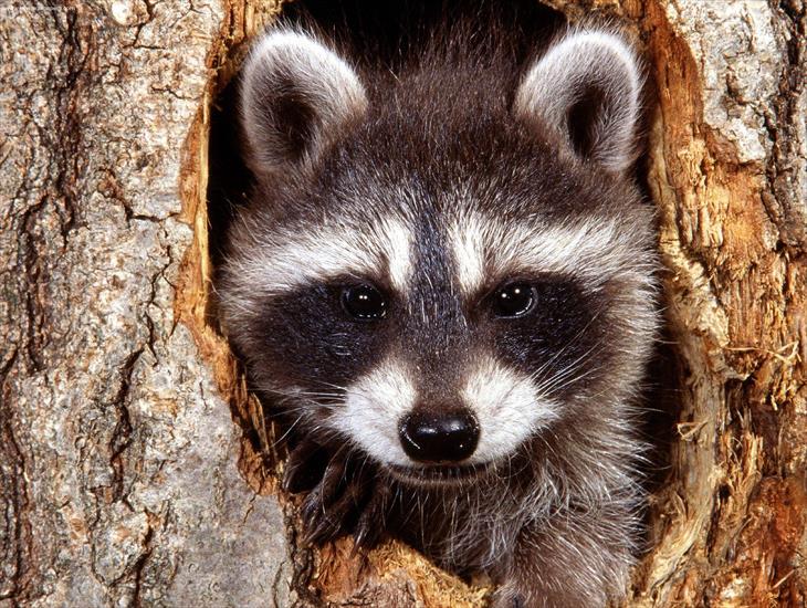 zwierzątka -  Raccoon.jpg