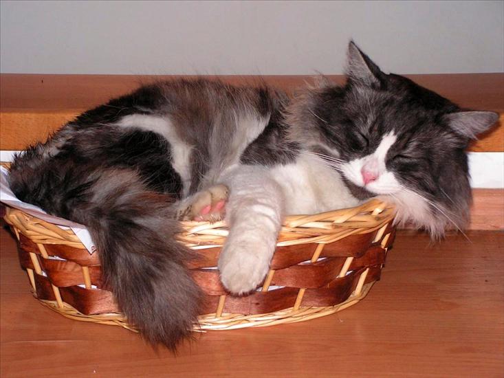 Koty - Pinqo_The_Cat_In_A_Basket.jpg