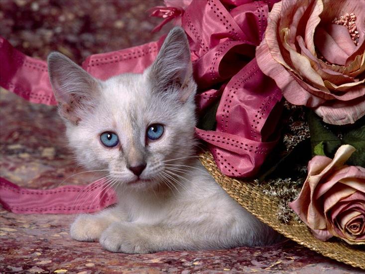 cats2 - Siamese Kitten.jpg