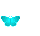Motyle - motyle16.gif