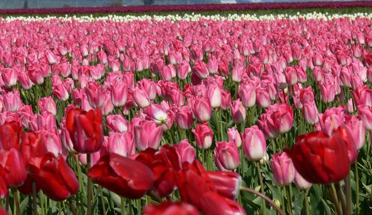 TŁA  OBRAZY  DLA TWORZENIA  - tło różowo tulipanowe.jpg