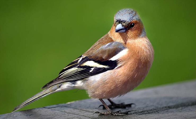 Zwierzęca planeta - chaffinch - UK.jpg