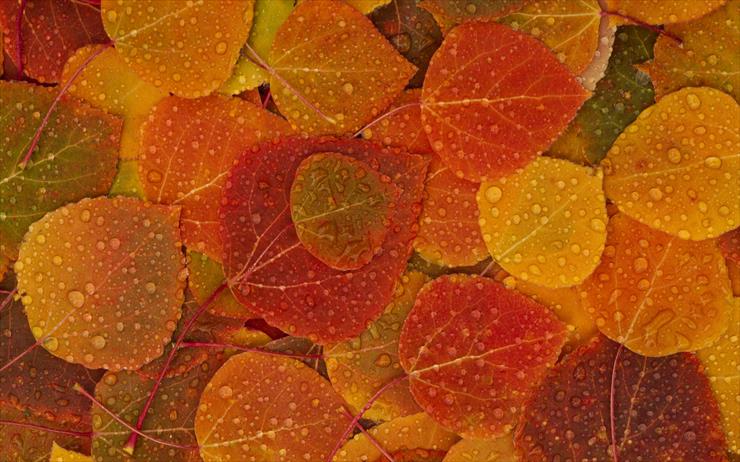 Tapety - Fall-Leaves.jpg