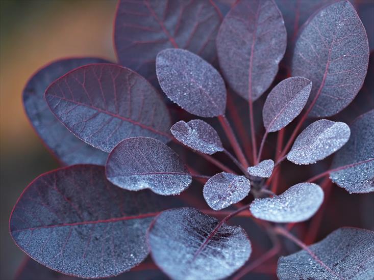 Szata roślinna - Cotinus coggygria Royal Purple - perukowiec podolski.jpg