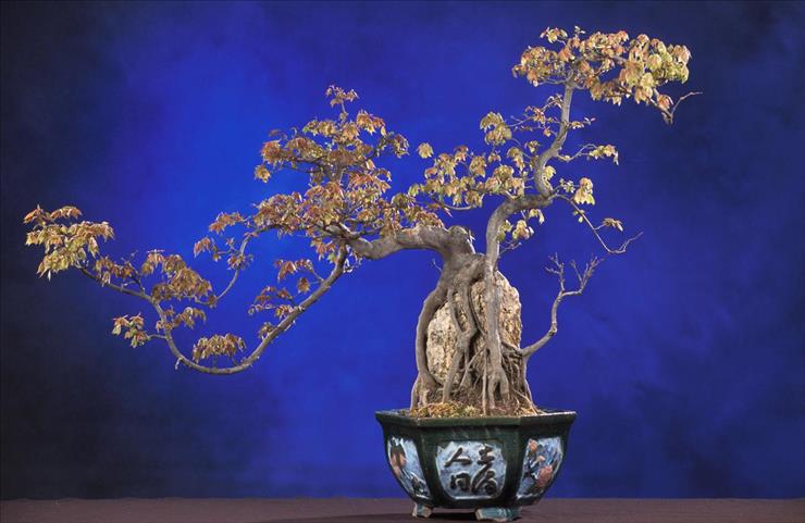 BONSAI - BonsaiTridentMaple.jpg