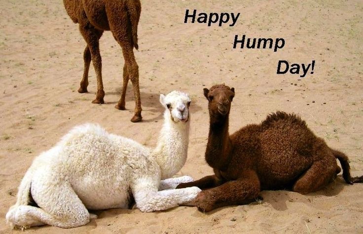 Funny dogs - 53640-Happy-Hump-Day.jpg
