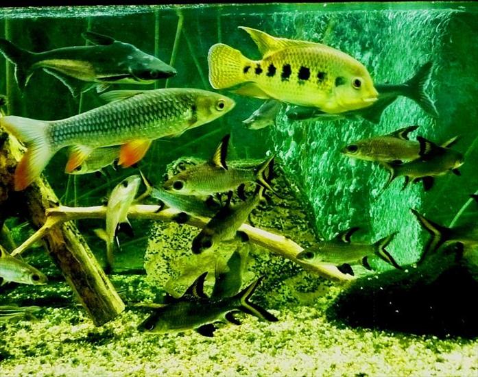 akwarium- rybki - rybki_w_egzotarium.jpg