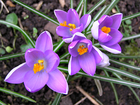 Wiosenne kwiatuszki - wiosnaJoanna240021.jpg