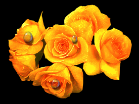 kwiaty   róże - bloemen_23.gif
