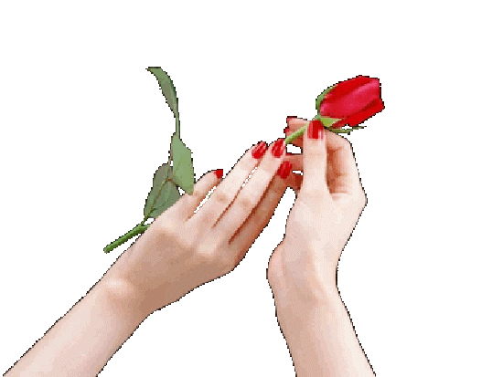 CHOMIKOWO - wręczanie róży.gif