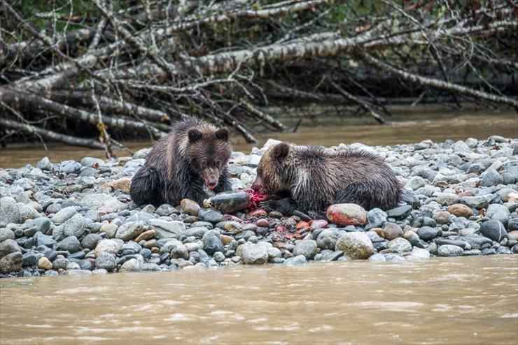 Maluchy - about-bears-left.jpg