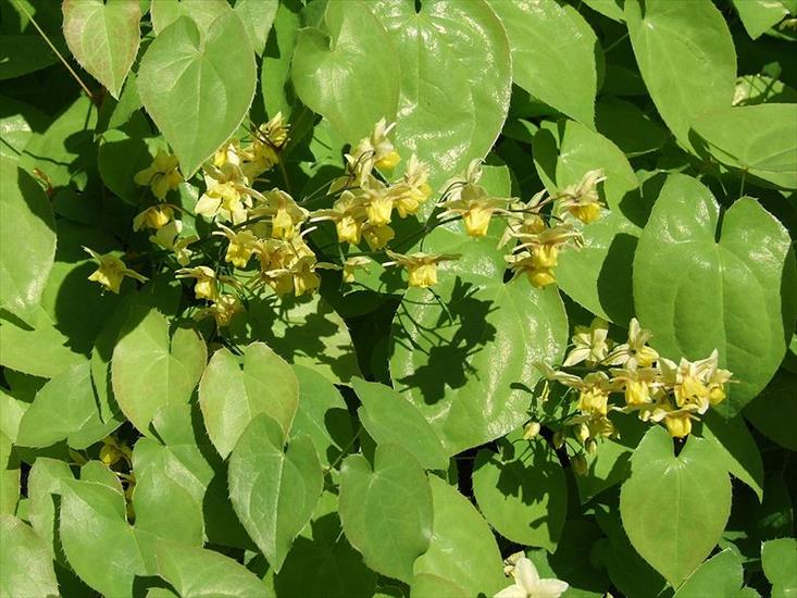 BYLINY OGRODOWE - Epimedium pstre.jpg