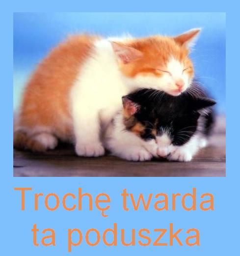  Kotki  - TROCHE_TWARDA_TA_PODUSZKA.JPG