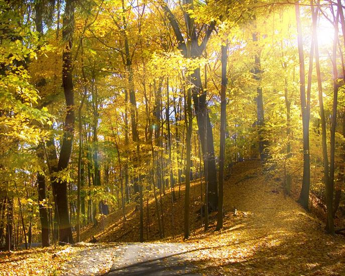  TAPETY NA PULPIT JESIEŃ  - sunny-autumn-forest.jpg
