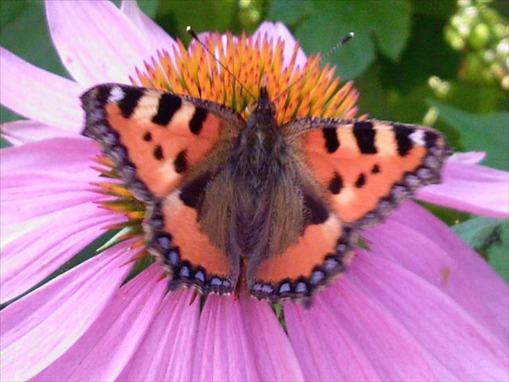 Motyle na kwiatach - Motyl22.jpg