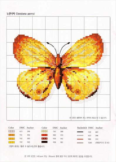 motyle - 006a.jpg