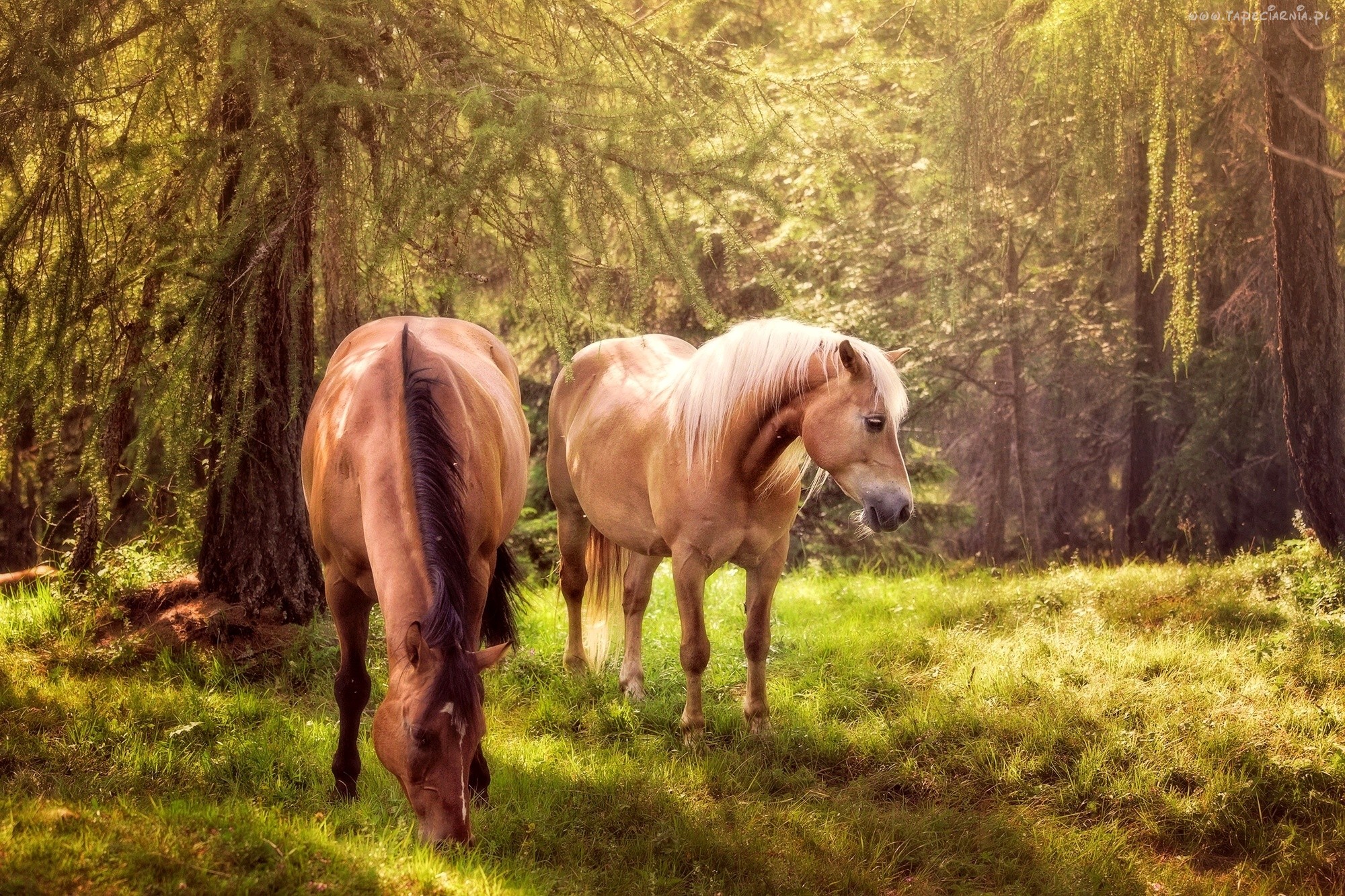 Konie_________piękne konie - 209375_dwa_konie_las_trawa.jpg