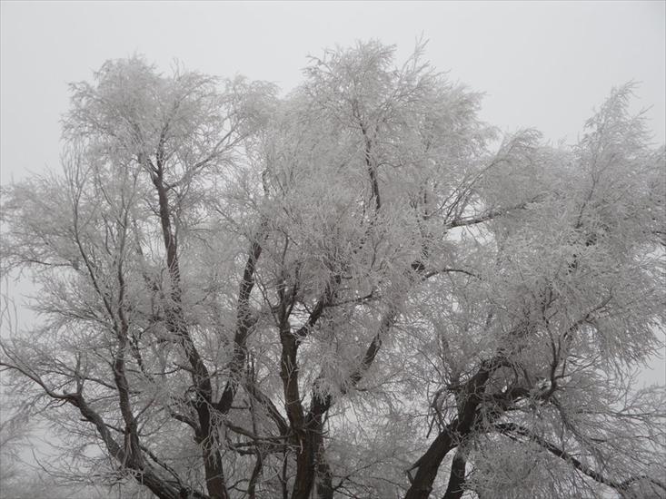4-ZIMA - Winter_Trees_1_by_ashleyduschl.jpg