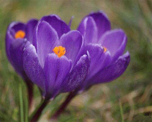 Kwiaty - wiosna ruchomy krokusy.gif