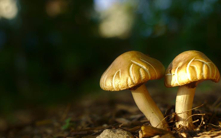 Tapety - Backyard Mushrooms - Kurt Zitzelman.jpg