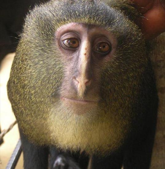 Najdziwniejsze zwierzęta świata ilustracje - Małpa cercopithecus lomamiensis.jpg