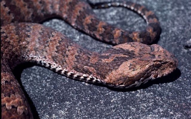 Węże, żmije - Zdradnica śmiercionośna - Acanthophis antarcticus.jpg