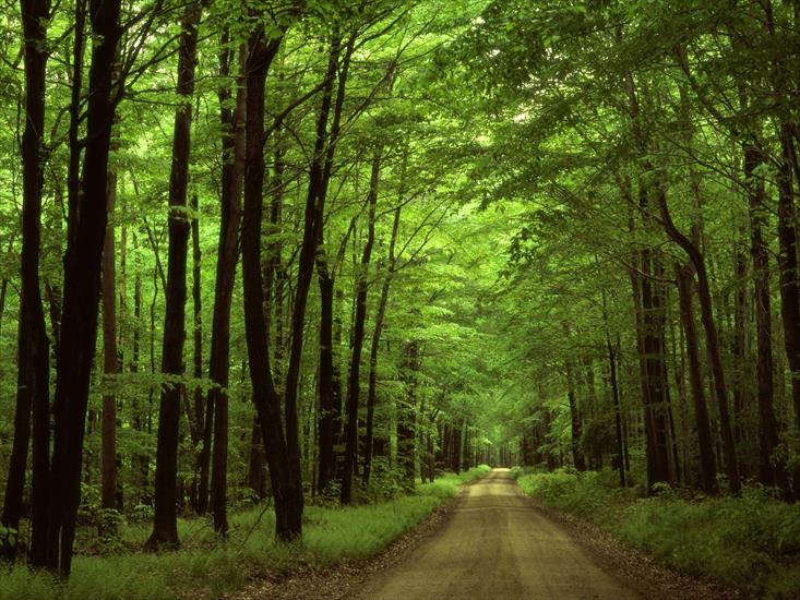 TAPETY - Allegheny National Forest, Pennsylvania - 1600x1.jpg