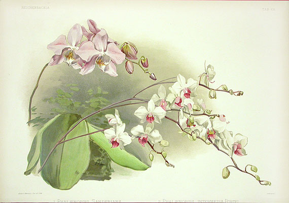 orchidea - rzo68-111.jpg