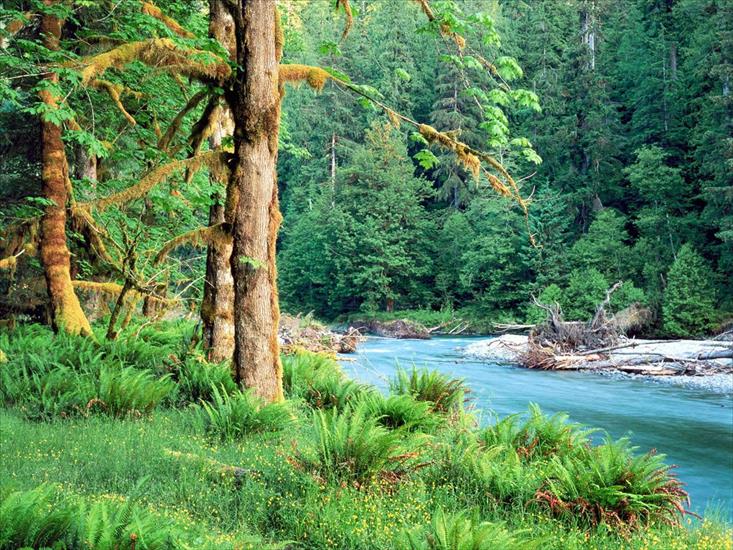 Galeria - Big Leaf Maple Trees along the Quinault River. Quinault Rain Forest, Washington.jpg
