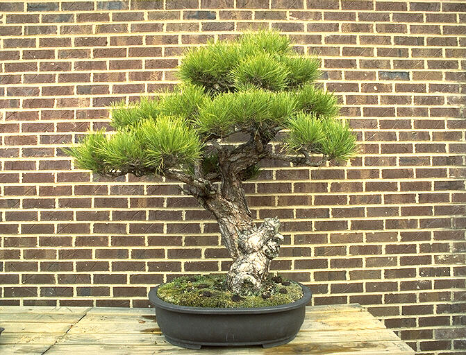 bonsai - bonsai05.jpg
