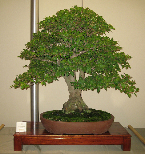 Bonsai - Syzyglum Paniculata Bonsai.jpg