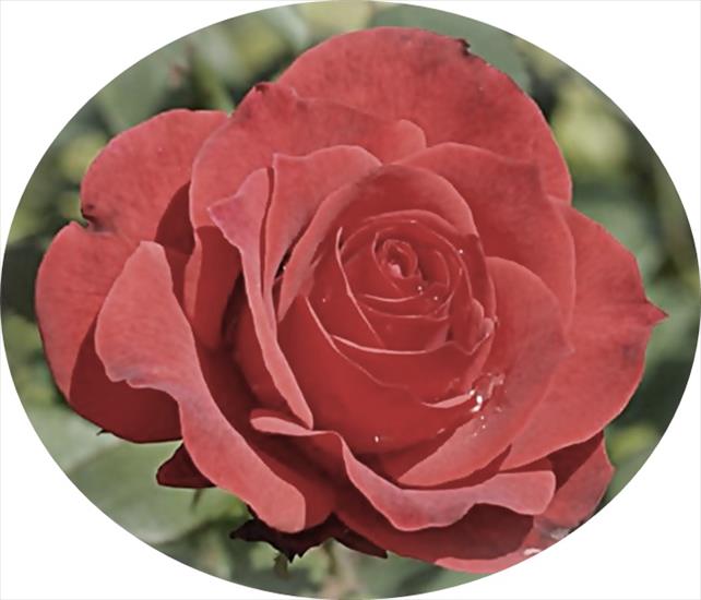 róże 5 - beautiful_red_rose-dsc01118-a21-wp-crop.jpg