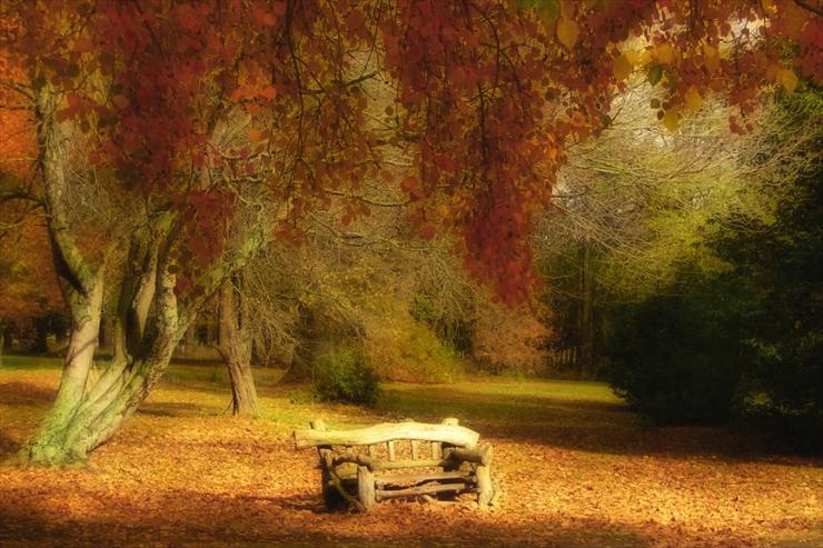 Jesień - ławeczka w lesie.jpg
