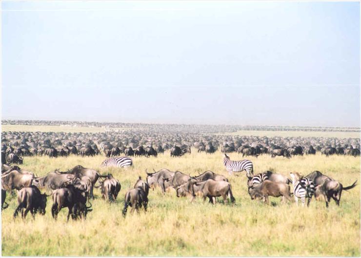 100 Najpiękniejszych Miejsc na Świecie - serengeti_migration_7.jpg