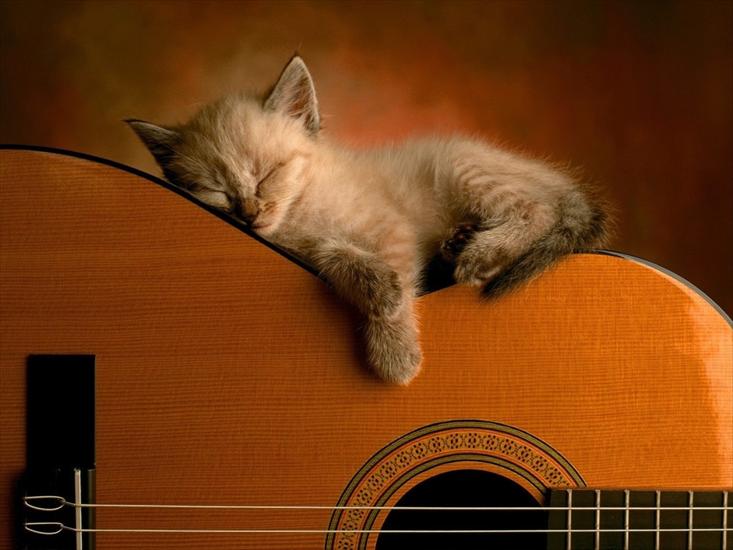 Koty - kotek gitara.jpg