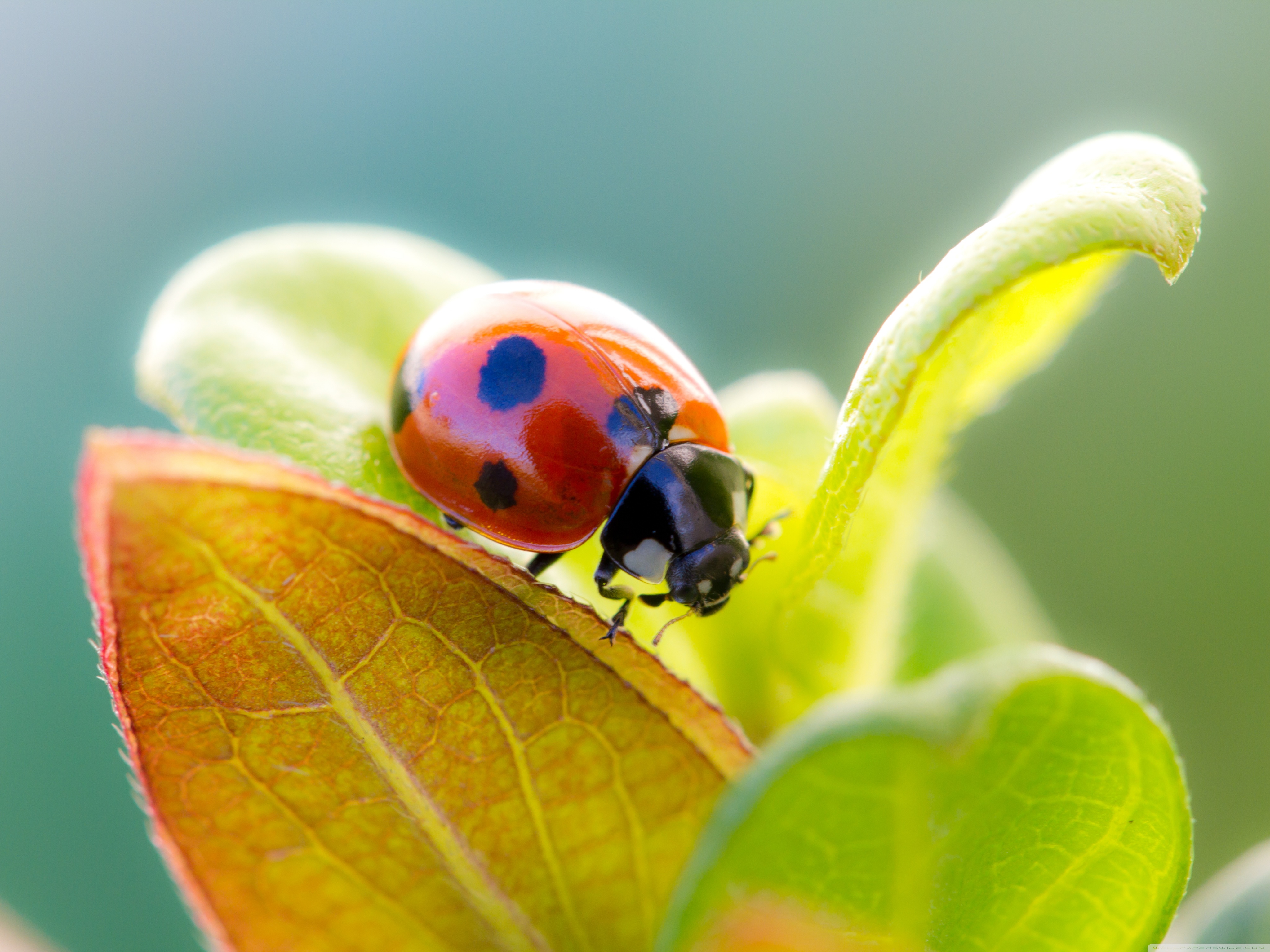 Animals Zwierzęta, Ptaki, Insekty, Drapieżne - ladybug_on_leaf_top-wallpaper-4096x3072.jpg