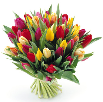 tulipany - 8231.jpg