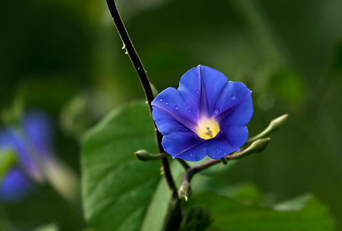 KWIATY FIOLETOWE - violet_flower.jpg