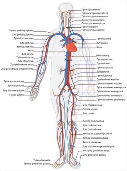 Plansze Anatomiczne - uklad_krwionosny.jpg