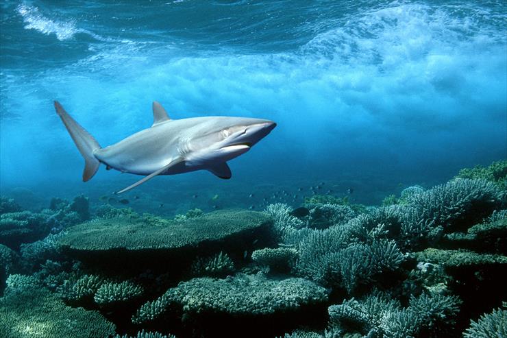 Fauna - Silky Shark_Red Sea_Egypt.jpg